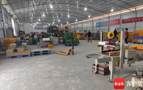 瓊中綠橙產業數字化轉型 數據化分選工廠與赤壁企業網站建設雙輪驅動，實現產業增效與穩定就業雙豐收